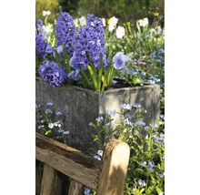 Hyacinty orientální FloraSelf 'Orientalis' tmavě modré 5 ks
