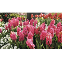 Hyacinty FloraSelf 'Jan Bos' 15/16 5 ks
