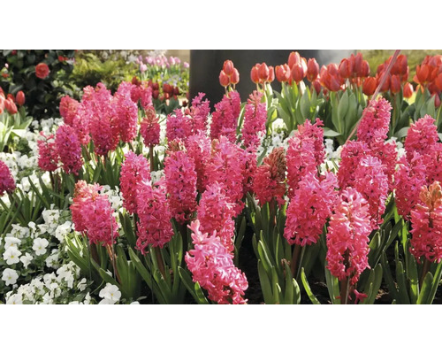 Květinový záhon s hyacinty a tulipány