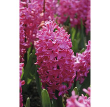 Hyacinty FloraSelf 'Jan Bos' 15/16 5 ks