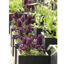 Hyacint FloraSelf 'Woodstock' 15/16 5 ks
