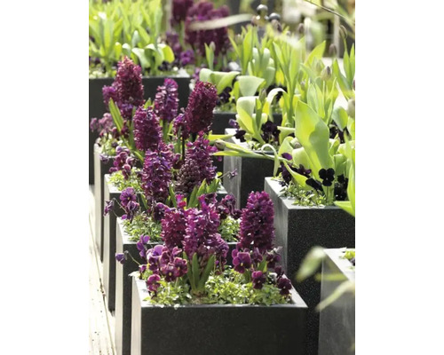 Řada čtvercových květináčů s hyacinty a jinými jarními květinami