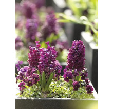 Hyacint FloraSelf 'Woodstock' 15/16 5 ks
