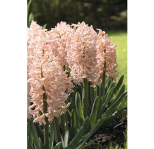 Hyacint FloraSelf 'Gipsy Queen' 5 ks