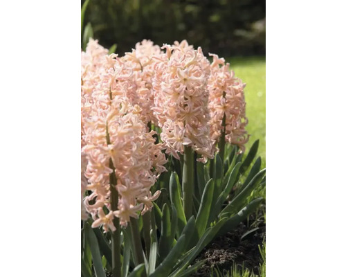 Hyacinty s růžovými květy v zahradním záhonu