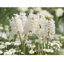 Hyacinty FloraSelf 'Orientalis bílé' 15/16 5 ks