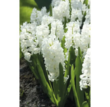 Hyacinty FloraSelf 'Orientalis bílé' 15/16 5 ks