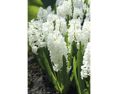 Bílé hyacinty v záhonu
