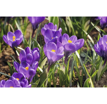 Krokusy FloraSelf 'Flower Record' 12 ks