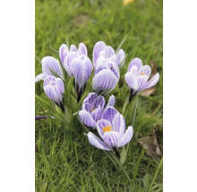 Krokusy FloraSelf 'Pickwick' 12 ks