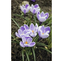 Krokusy FloraSelf 'Pickwick' 12 ks