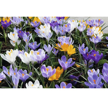 Krokusy FloraSelf 'Grandiflora mix' 12 ks