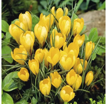 Krokusy FloraSelf 'Yellow Mammouth' 12 ks žluté