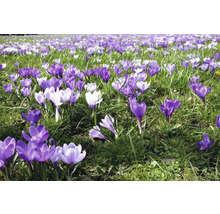 Krokusy FloraSelf 'Grandiflora Blue Blended' 12 ks