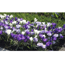 Krokusy FloraSelf 'Grandiflora Blue Blended' 12 ks