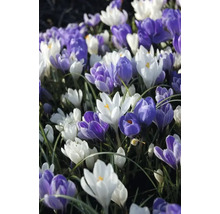 Krokusy FloraSelf 'Grandiflora Blue Blended' 12 ks