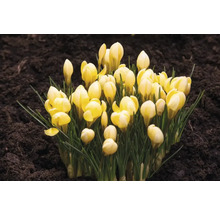 Krokusy FloraSelf 'Romance' 15 ks