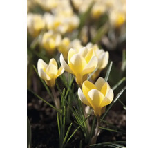 Krokusy FloraSelf 'Romance' 15 ks
