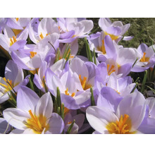 Krokusy 5/7 FloraSelf 'Firefly' 15 ks