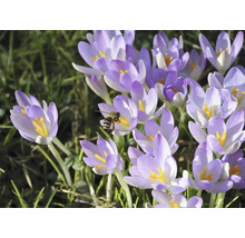 Krokusy 5/7 FloraSelf 'Firefly' 15 ks
