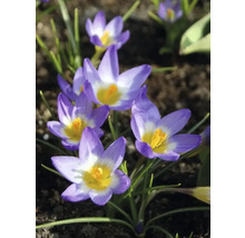 Krokusy FloraSelf 'Tricolor' 15 ks