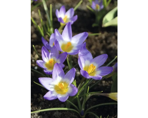 Detailní záběr krokusů v zahradním záhonu