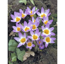 Krokusy FloraSelf 'Tricolor' 15 ks