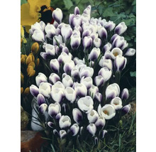 Krokusy FloraSelf 'Prins Claus' 5/7 12 ks