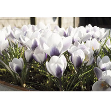 Krokusy FloraSelf 'Prins Claus' 5/7 12 ks