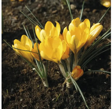 Krokusy FloraSelf 'Dorothy' 15 ks