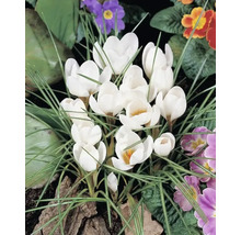 Krokusy FloraSelf 'Ard Schenk' 12 ks