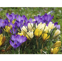 Krokusy FloraSelf 'Botanický mix' 20 ks