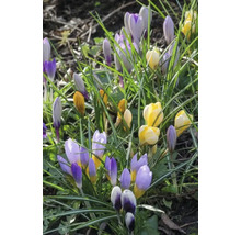 Krokusy FloraSelf 'Botanický mix' 20 ks