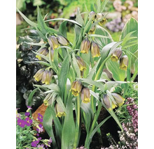 Skupina rostlin Fritillaria meleagris na zahradě