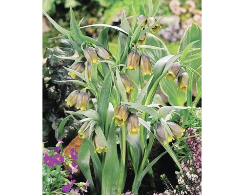 Skupina rostlin Fritillaria meleagris na zahradě