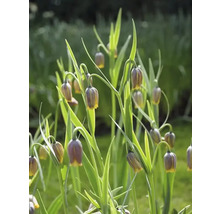 Květy Fritillaria Uva-Vulpis v zahradním záhonu.
