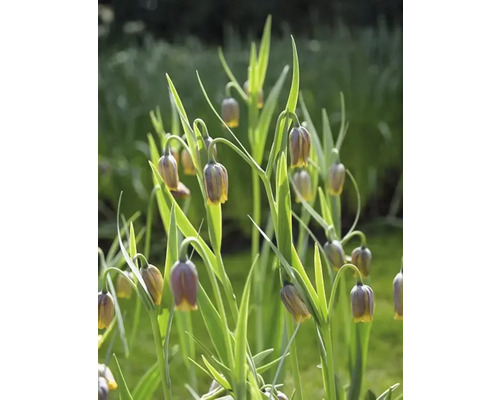 Květy Fritillaria Uva-Vulpis v zahradním záhonu.