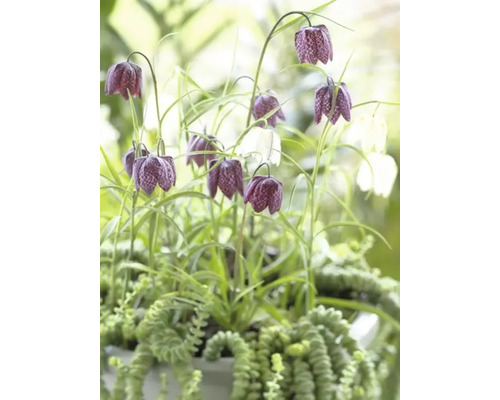 Fritillaria meleagris s zelenými rostlinami v květináči