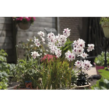 Duhovnice FloraSelf 'Spotlight' 20 ks