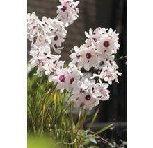 Kvetoucí rostlina Dietes grandiflora s bílými okvětními lístky a fialovými středy.