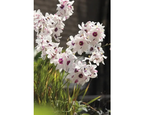 Kvetoucí rostlina Dietes grandiflora s bílými okvětními lístky a fialovými středy.