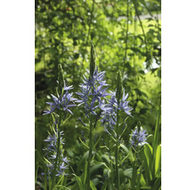 Ladoník Leichtlinův FloraSelf 'Camassia Leichtlinii' 14/16 1 ks