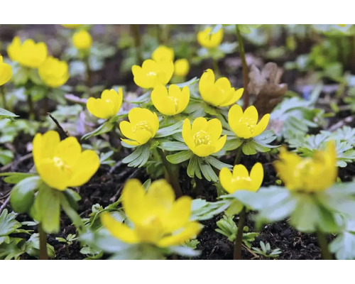 Kvetoucí Eranthus v zahradním záhonu