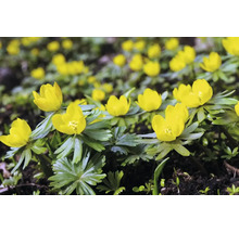 Talovíny na zahradním záhonu