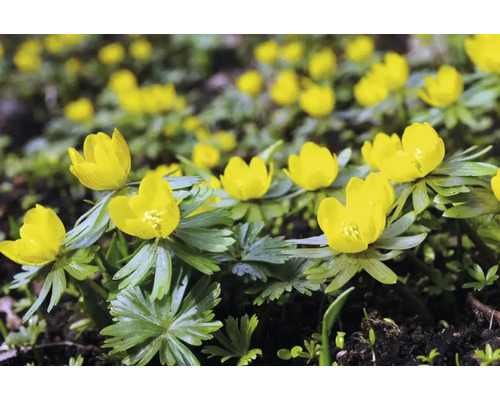 Talovíny na zahradním záhonu