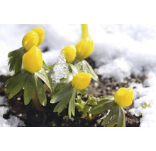 Květy talovínu zimního ve sněhu