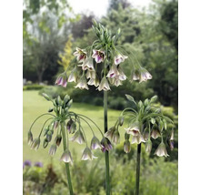 Okrasný česnek FloraSelf Allium 'Siculum' 10 ks