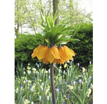 Řebčík FloraSelf 'Imperialis Aurora' 1 ks