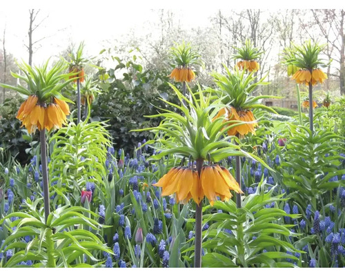 Květinový záhon s korunami a modrými hyacinty