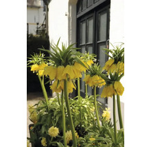 Řebčík královský FloraSelf 'Imperialis Lutea' 20/22 1 ks